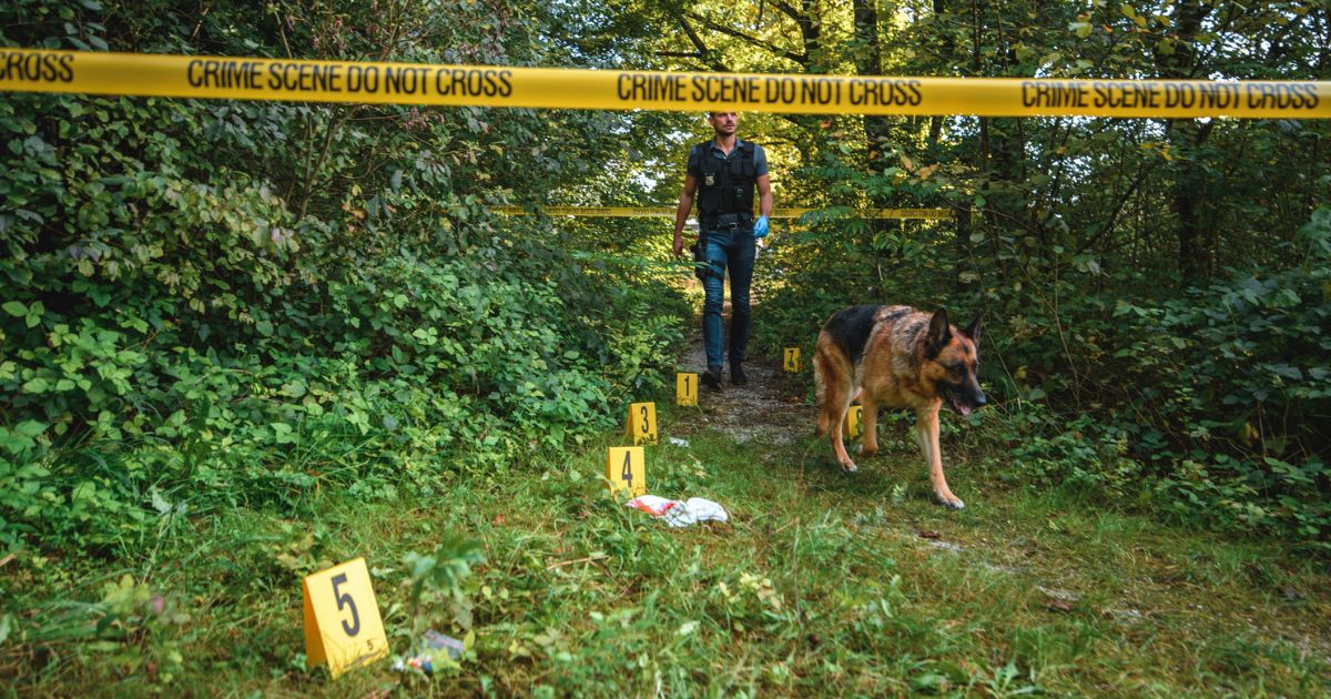 This Getty stock image shows an investigator and his German shepherd at a crime scene.