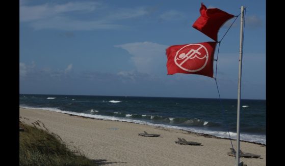 A lifeguards no swimming flag flies above a beach as Palm Beach County officials announced that all county beaches are closed due to red tide affecting coastal areas on October 4, 2018 in Lake Worth, Florida.