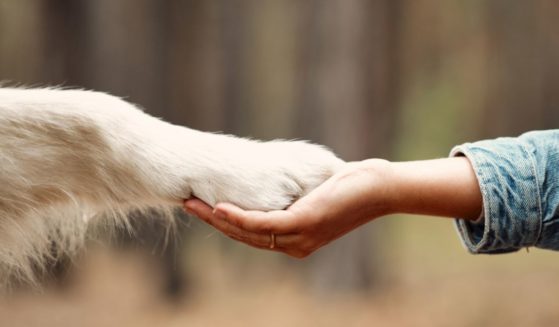 This image shows a dog's paw in a human's hand as if they are holding hands.