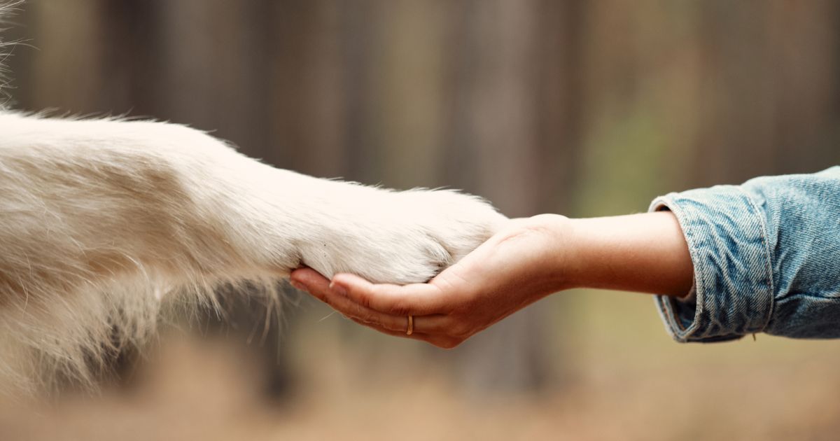 This image shows a dog's paw in a human's hand as if they are holding hands.