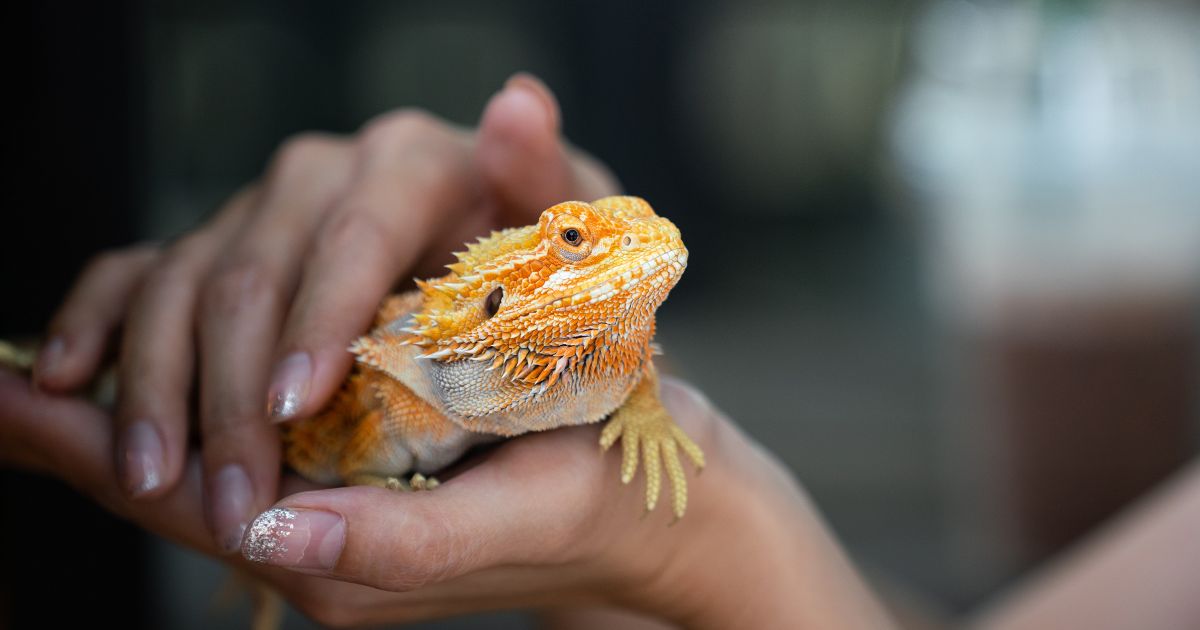 This image shows a woman holding a vibrantly colored pet bearded dragon.