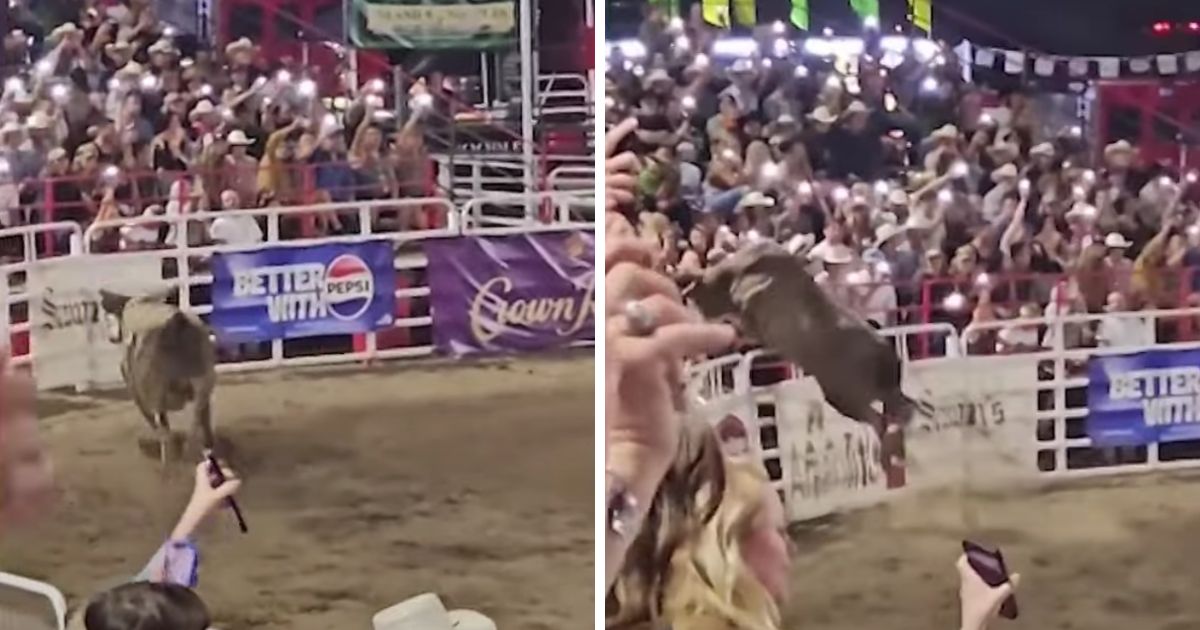 Bull Leaps into Crowd at Packed Rodeo