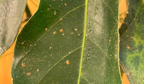 This is an image of a schefflera leaflet that is host to scale insects that have coated the plant in a sticky secretion known as honeydew.