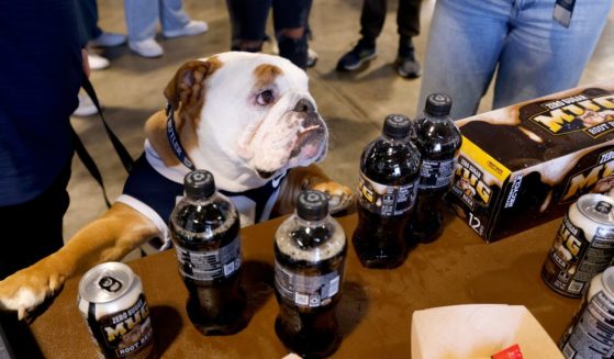 Blue IV, Butler's mascot, attends as MUG Root Beer shows up for The Real Dogs Of All-Star Weekend: The Butler University Dawg Pound at Butler University on February 17, 2024 in Indianapolis, Indiana.