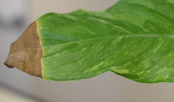 This image shows tip burn, which is a frequent problem for indoor plants.