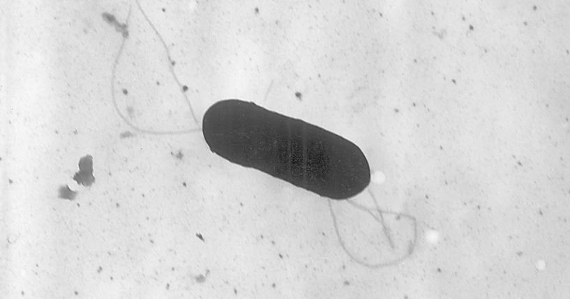 A 2002 electron microscope image made available by the Centers for Disease Control and Prevention shows a Listeria monocytogenes bacterium, responsible for the food borne illness listeriosis.