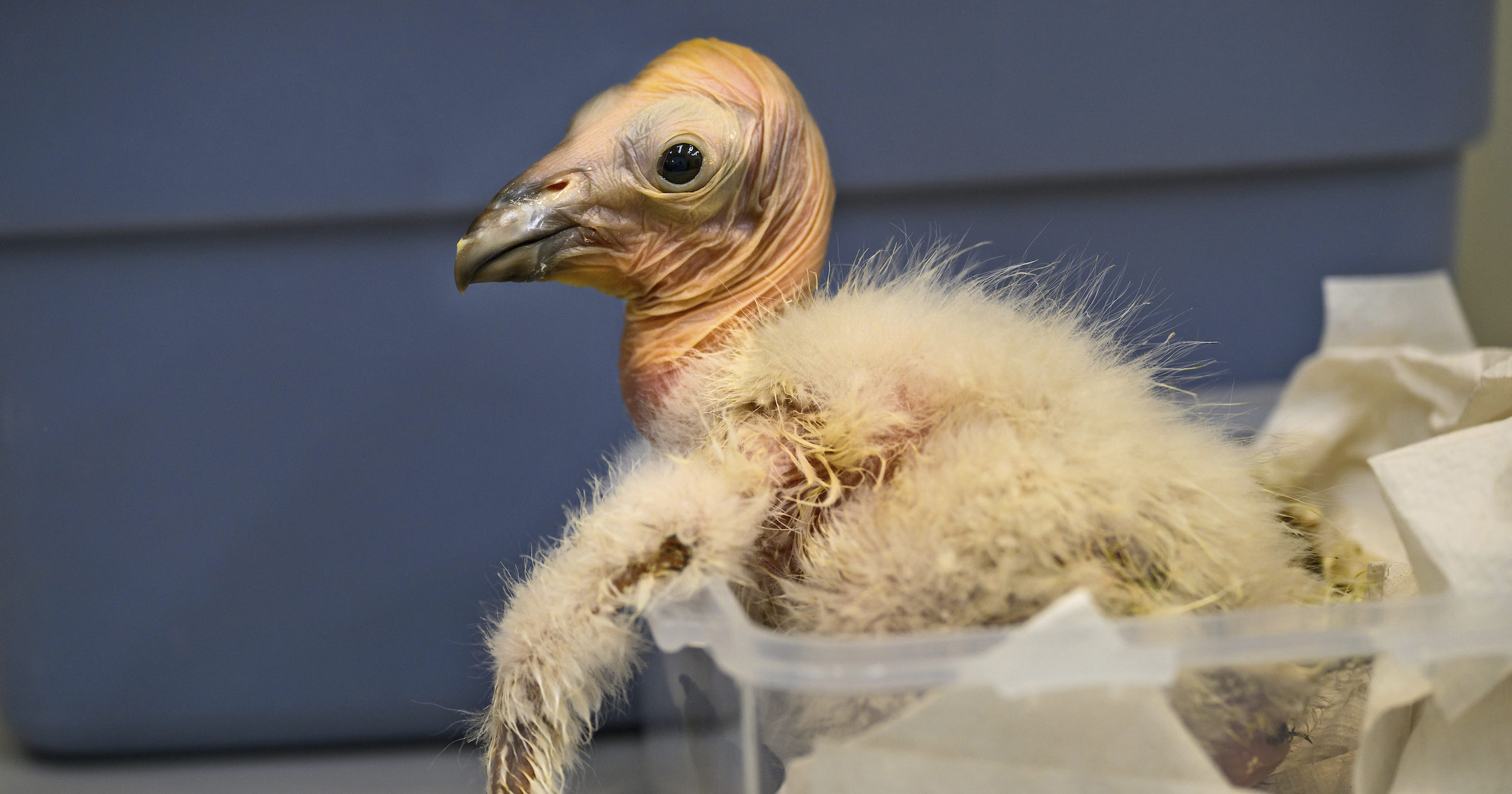 In this photo provided by the Los Angeles Zoo, a California Condor chick is weighted at the Los Angeles Zoo on Friday, April 19, 2024.