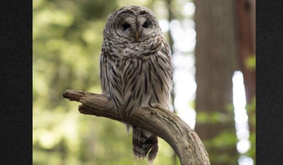 A barred owl is seen on the Capilano Suspension Bridge on Aug. 31, 2014, in Vancouver, British Columbia, Canada.
