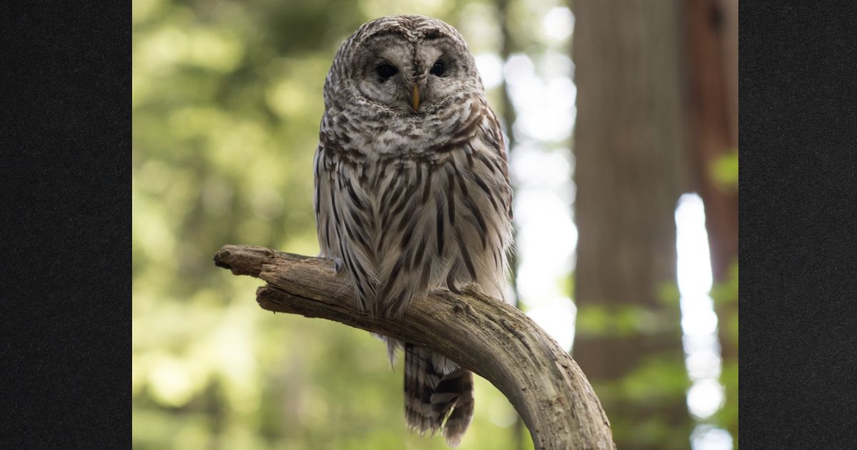Feds Want Migratory Bird Treaty Exemption to Call in and Eradicate American Owl Populations