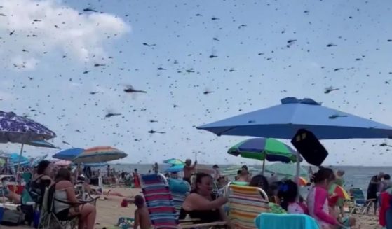 Video captured the moment a swarm of dragonflies invaded Misquamicut State Beach in Rhode Island on Saturday.