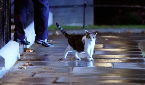 Larry the cat walks in Downing Street in London, England, on Sept. 6, 2022.