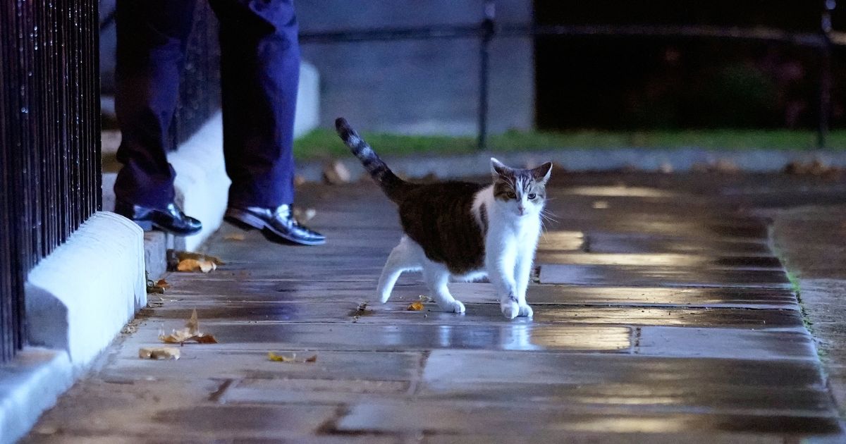 Larry the cat walks in Downing Street in London, England, on Sept. 6, 2022.