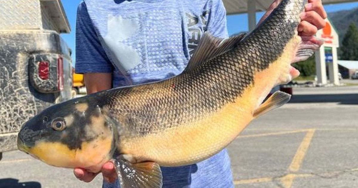 Young Boy Earns State Fishing Record with Rare Largescale Sucker Catch
