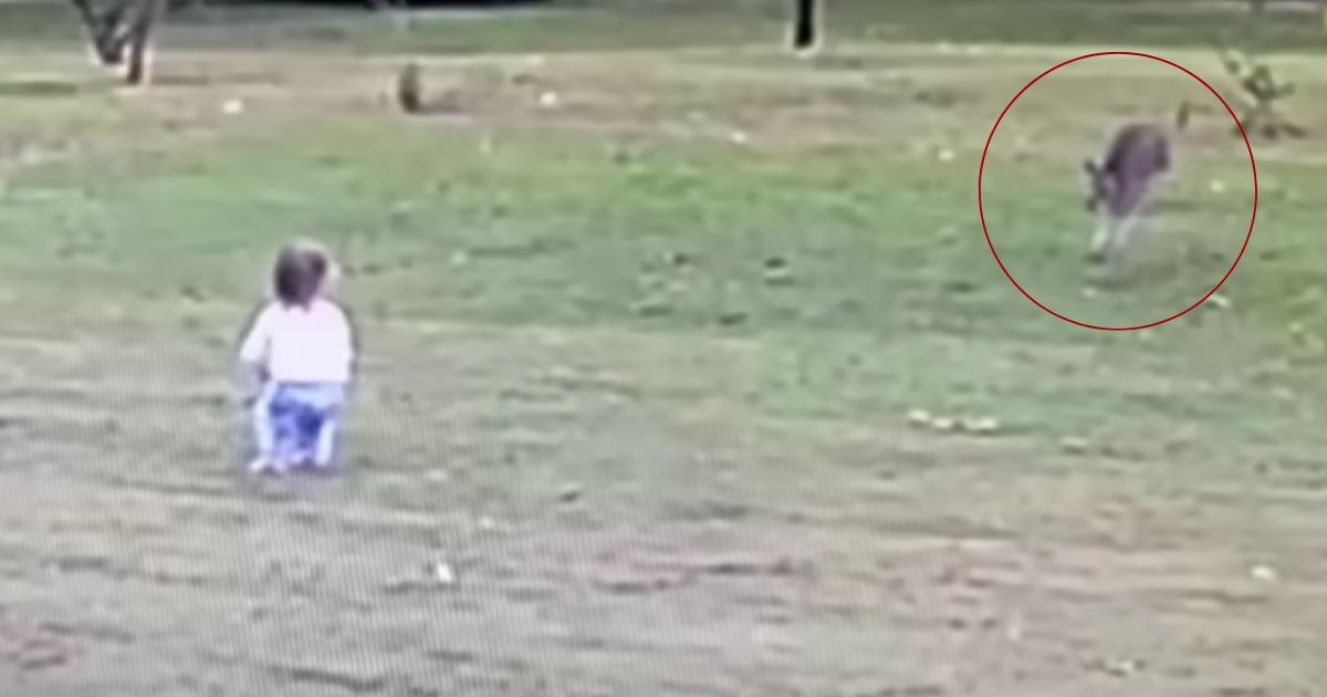 Kangaroo Goes After Helpless Toddler, Launches Girl Backward in Heart-Stopping Video