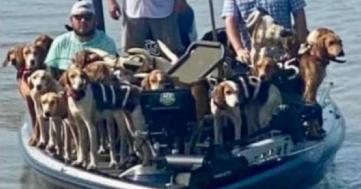 Two Fishermen Catch More Than They Bargained for, Rescue 38 Dogs from Water