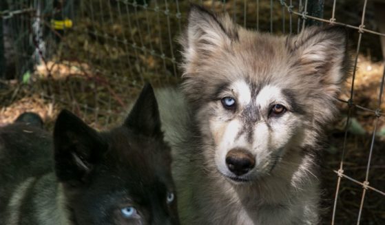A white and black wolfdog, or canid hybrid, is seen at an exotic animal and wildlife rescue center in Marshall, North Carolina, on May 11, 2018.