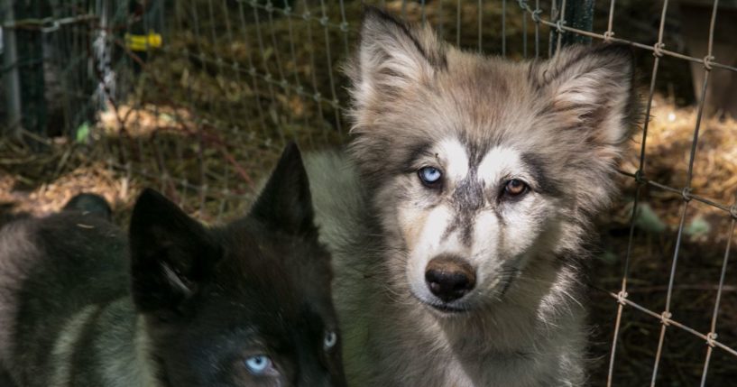 A white and black wolfdog, or canid hybrid, is seen at an exotic animal and wildlife rescue center in Marshall, North Carolina, on May 11, 2018.