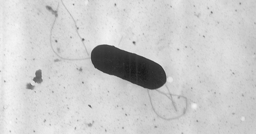 A Listeria monocytogenes bacterium is pictured in a 2002 electron microscope image.