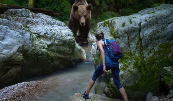 This image shows an unexpected encounter of a woman hiker with a grizzly bear at a river crossing in a canyon. It is a mixed media, conceptual shot of the dangers in the wilderness.