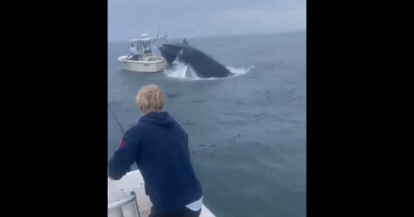 This X screen shot shows an incident where a whale crashed into a boat near New Hampshire on July 23, 2024.