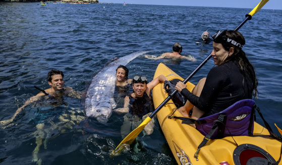 This image provided by The Scripps Institution of Oceanography shows a team of researchers and science-minded snorkelers working together to recover a dead oarfish from La Jolla Cove, California, on Saturday.