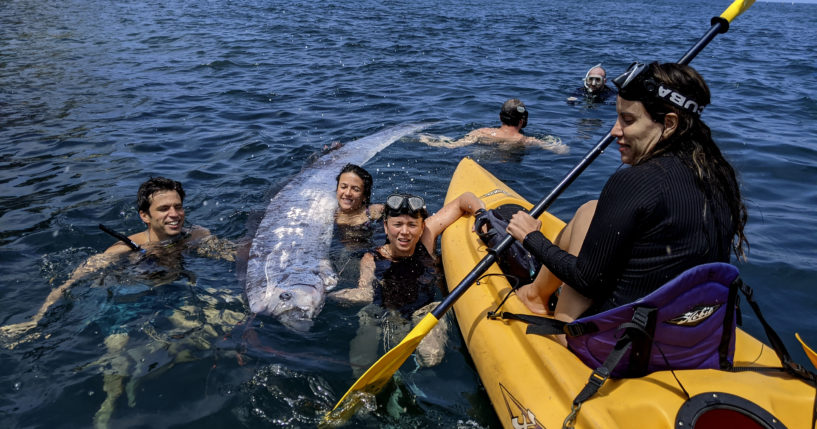 This image provided by The Scripps Institution of Oceanography shows a team of researchers and science-minded snorkelers working together to recover a dead oarfish from La Jolla Cove, California, on Saturday.