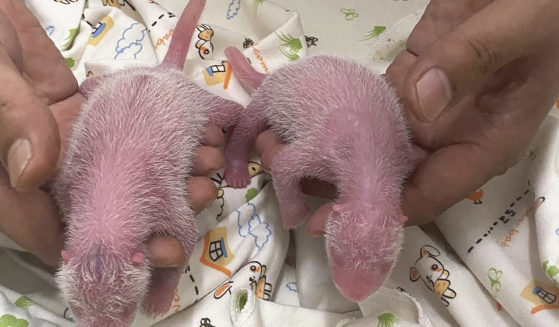 In this photo released and taken on Thursday by Ocean Park Hong Kong, twin panda babies, female at left and male at right, are pictured at Ocean Park Hong Kong, marking the first-ever locally born panda cubs.