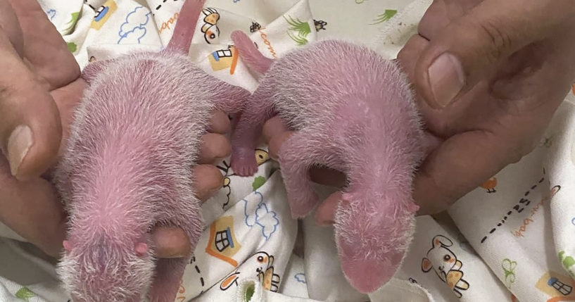 In this photo released and taken on Thursday by Ocean Park Hong Kong, twin panda babies, female at left and male at right, are pictured at Ocean Park Hong Kong, marking the first-ever locally born panda cubs.