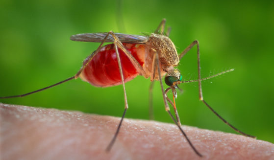 This 2014 photo provided by the U.S. Centers for Disease Control and Prevention shows a female Culex quinquefasciatus mosquito on the skin of a human host.