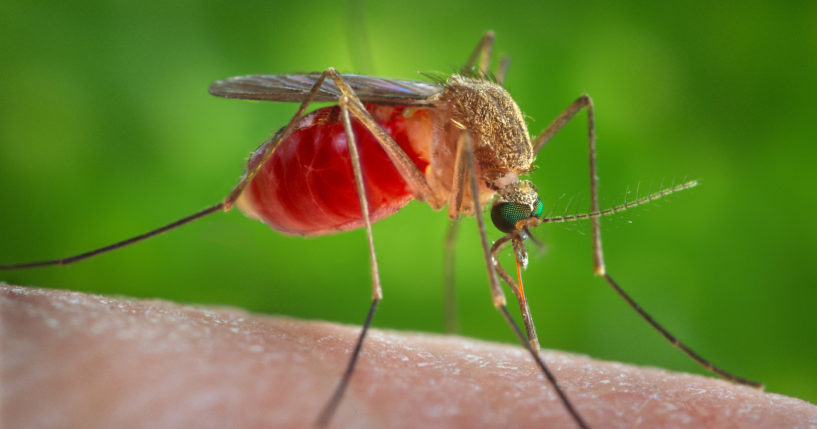 This 2014 photo provided by the U.S. Centers for Disease Control and Prevention shows a female Culex quinquefasciatus mosquito on the skin of a human host.