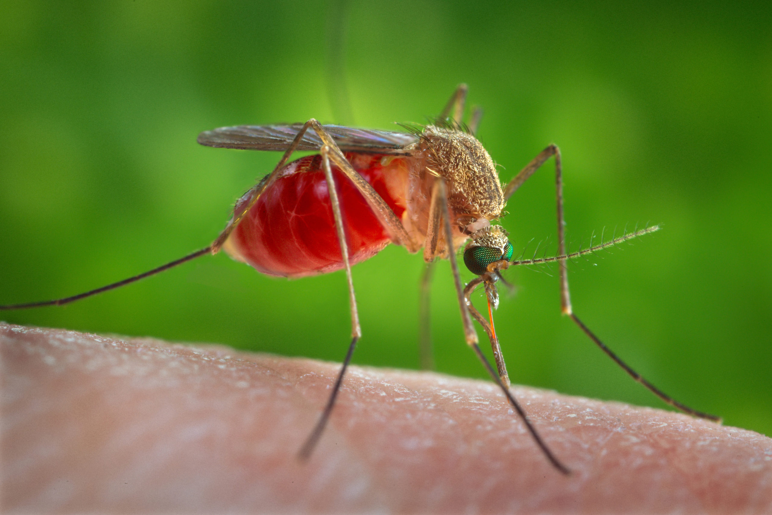 This 2014 photo provided by the U.S. Centers for Disease Control and Prevention shows a female Culex quinquefasciatus mosquito on the skin of a human host.