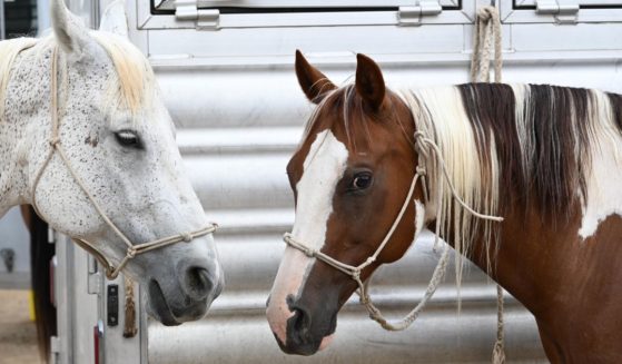 Tethered horses await their turn during the rodeo on the first day of the 155th Boulder County Fair in Longmont, Colorado, on Aug. 7.