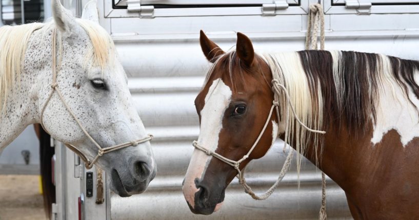 Tethered horses await their turn during the rodeo on the first day of the 155th Boulder County Fair in Longmont, Colorado, on Aug. 7.