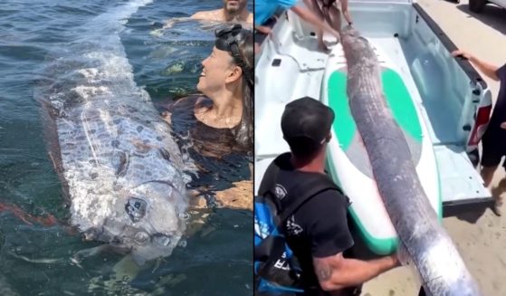 Composite image of an oarfish discovered off the coast of California.