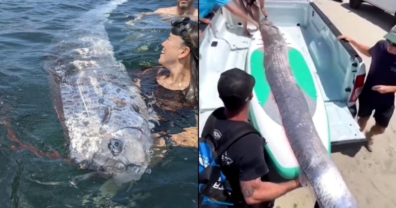 Composite image of an oarfish discovered off the coast of California.