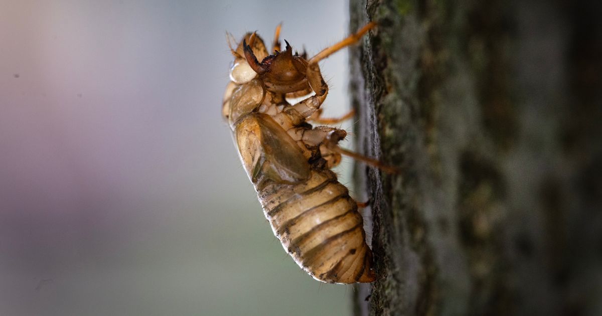 A shell shedded by a cicada nymph from a 17-year cicada brood remains in a tree on May 29, 2024 in Park Ridge, Illinois.