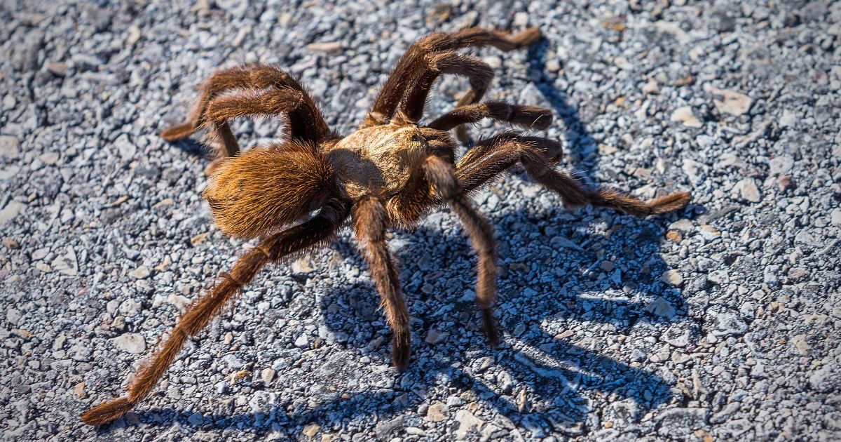 This stock image shows a Texas brown tarantula crawling across an asphalt road.