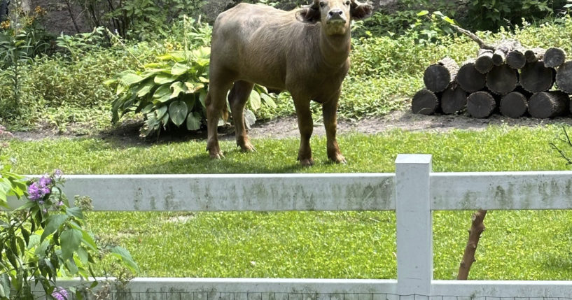 An escaped water buffalo on the lam from police on Saturday, in the Des Moines suburb of Pleasant Hill, Iowa.