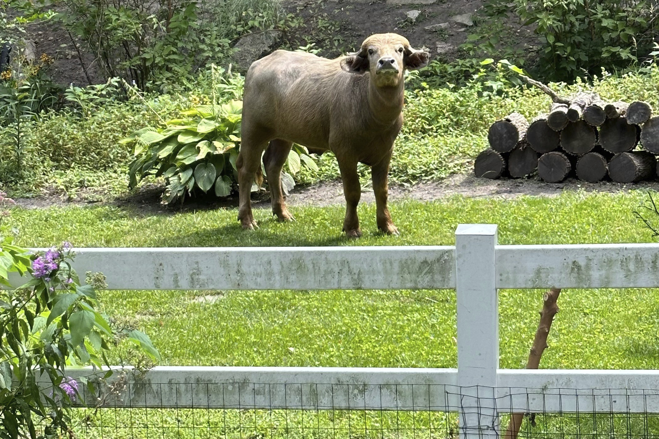 An escaped water buffalo on the lam from police on Saturday, in the Des Moines suburb of Pleasant Hill, Iowa.