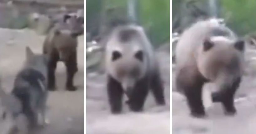 These X screen shots show scenes from a viral bear attack in Russia from 2014.