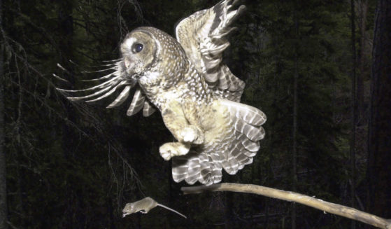 A northern spotted owl flies after an elusive mouse jumping off the end of a stick in the Deschutes National Forest near Camp Sherman, Oregon, May 8, 2003.