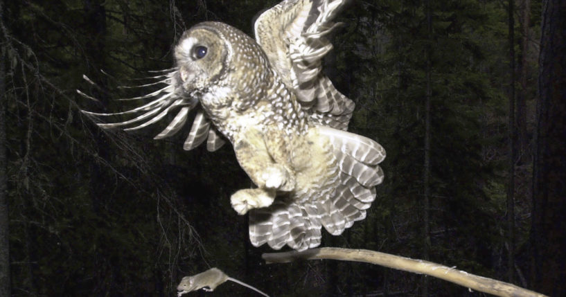 A northern spotted owl flies after an elusive mouse jumping off the end of a stick in the Deschutes National Forest near Camp Sherman, Oregon, May 8, 2003.