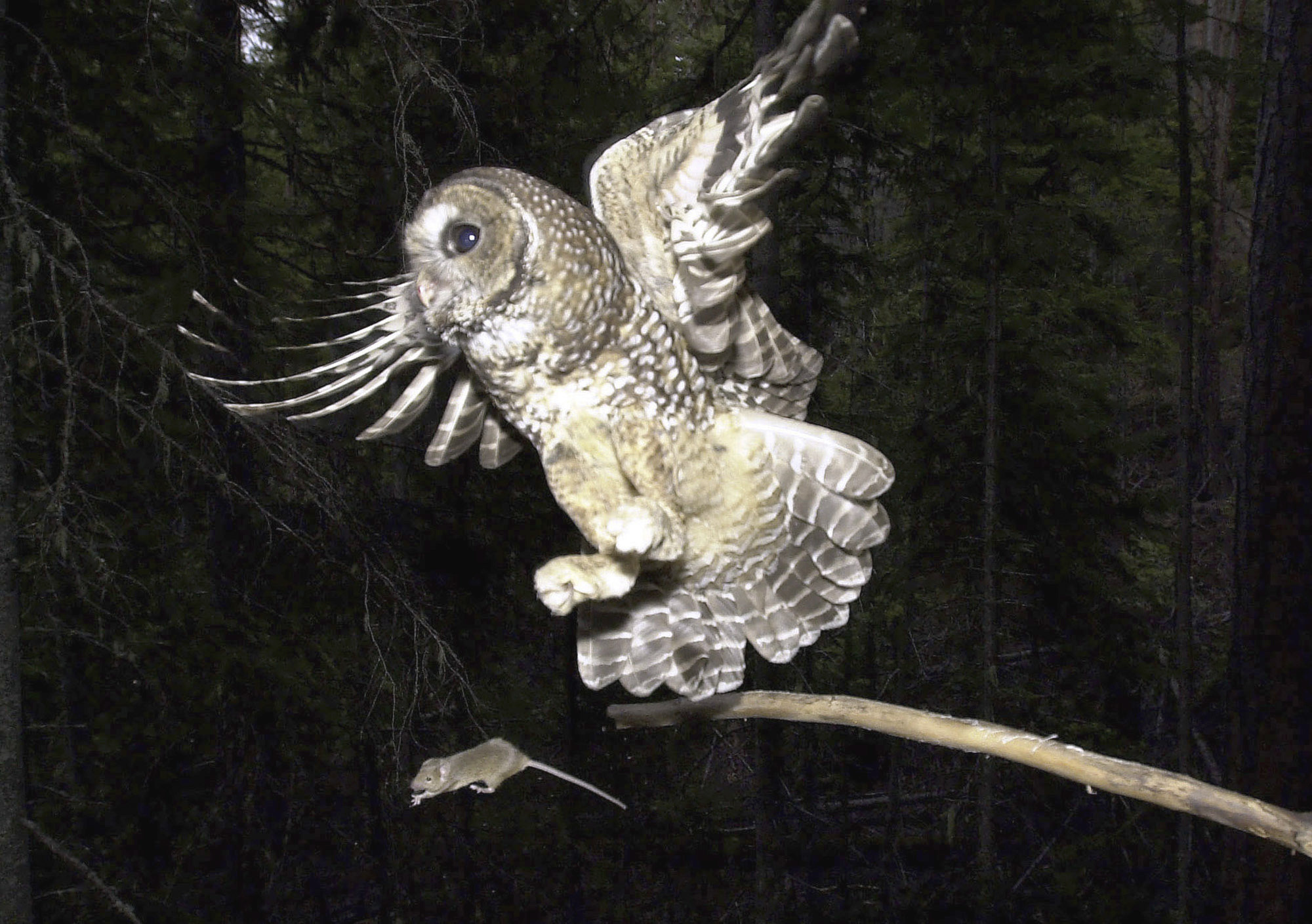 A northern spotted owl flies after an elusive mouse jumping off the end of a stick in the Deschutes National Forest near Camp Sherman, Oregon, May 8, 2003.