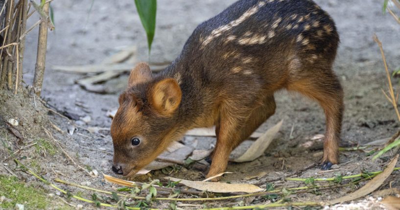 This photo, provided by the Wildlife Conservation Society's Queens Zoo, shows a southern pudu fawn, one of the smallest deer species in the world, born at the zoo at about 2 pounds, on June 21 in the Queens borough of New York.