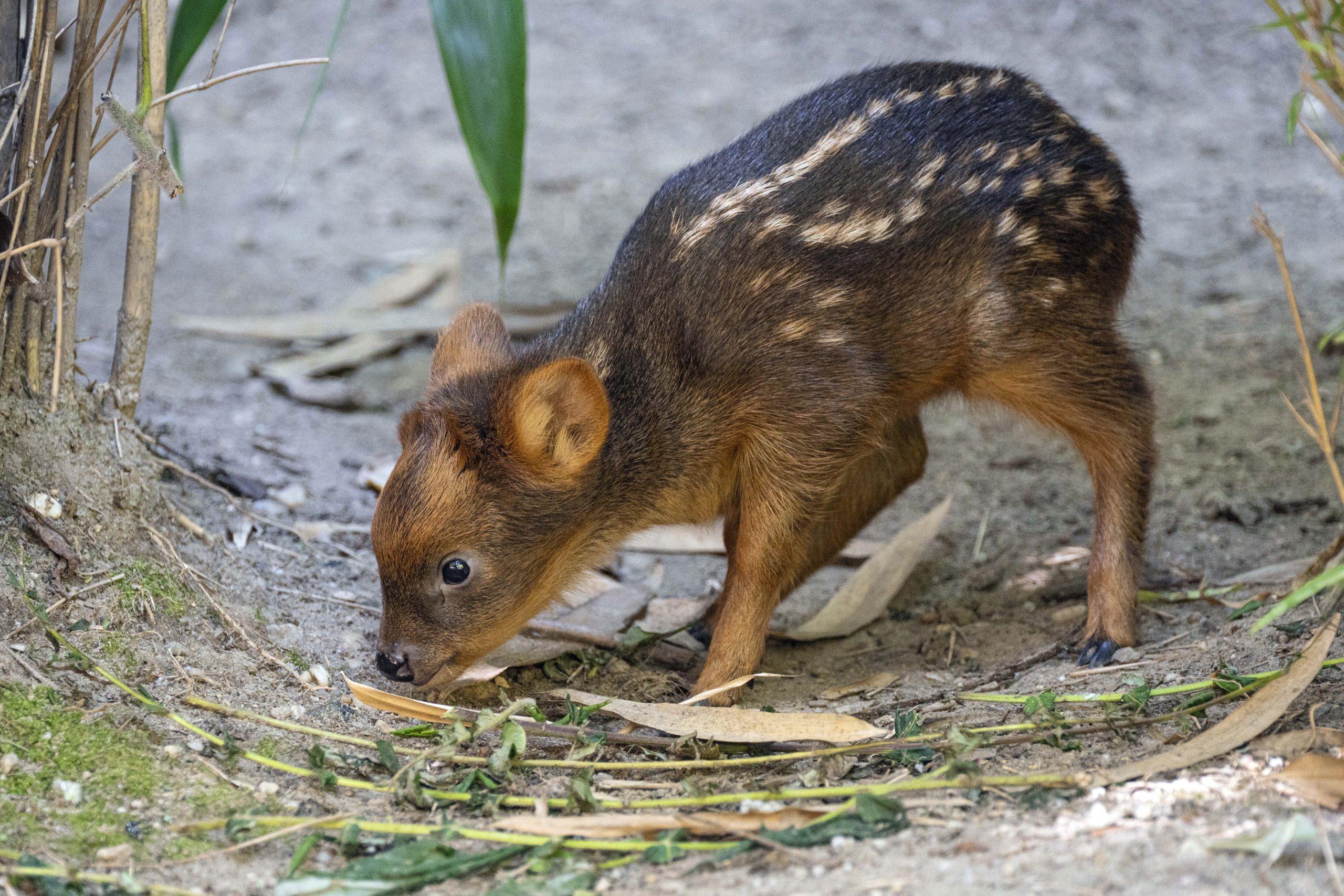 This photo, provided by the Wildlife Conservation Society's Queens Zoo, shows a southern pudu fawn, one of the smallest deer species in the world, born at the zoo at about 2 pounds, on June 21 in the Queens borough of New York.