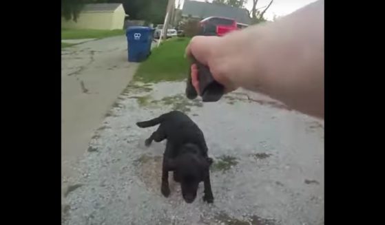 This YouTube screen shot shows bodycam footage from a Davenport, Iowea, police officer, who fatally shot a family dog on Aug. 21.