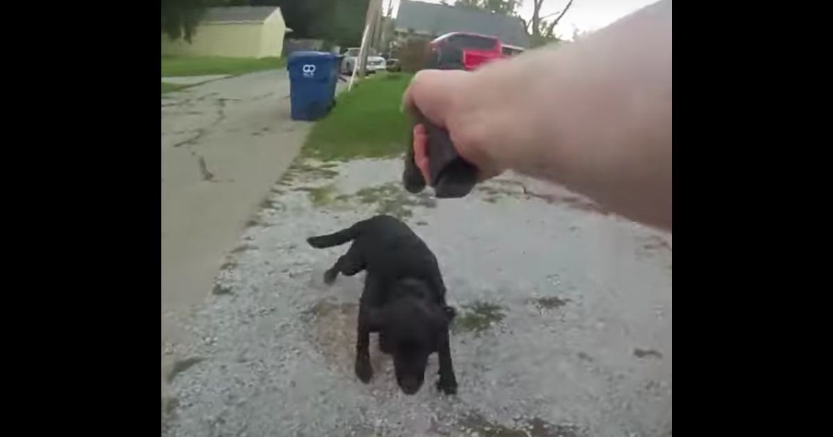 This YouTube screen shot shows bodycam footage from a Davenport, Iowea, police officer, who fatally shot a family dog on Aug. 21.