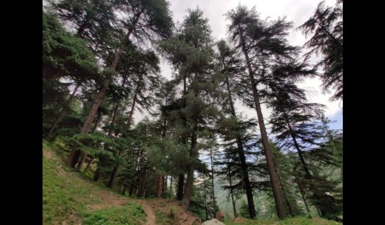 Dense Himalayan coniferous evergreen forests seen on June 6, 2023 at Bhadwerwah, India.