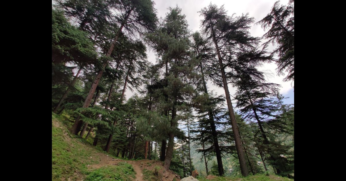 Dense Himalayan coniferous evergreen forests seen on June 6, 2023 at Bhadwerwah, India.