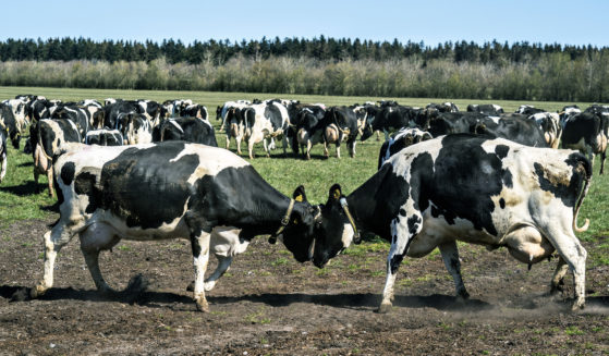 Dairy cows gather at Sommerbjerggaard after being released from the stables, near Them, Denmark, Sunday April 19, 2020.